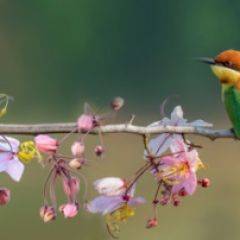 Кухонный фартук Фауна 015 МДФ матовый (3000) Fauna в Елабуге - elabuga.mebel24.online | фото