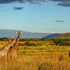 Кухонный фартук Фауна 061 МДФ матовый (3000) Fauna в Елабуге - elabuga.mebel24.online | фото