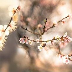 Кухонный фартук Цветы 317 МДФ матовый (3000) Flowers в Елабуге - elabuga.mebel24.online | фото 1